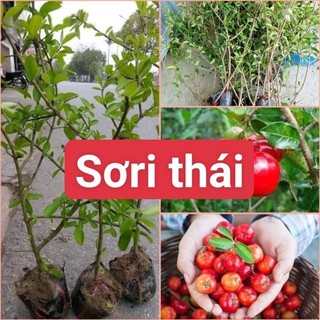 Cây Sơ ri thái ngọt, siêu trái - cây ăn quả