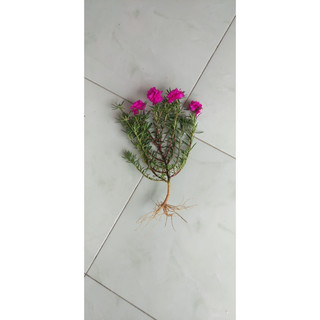Hoa mười giờ kép Mỹ
