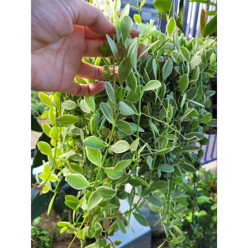 4 nhánh cây dây dưa dài 30cm