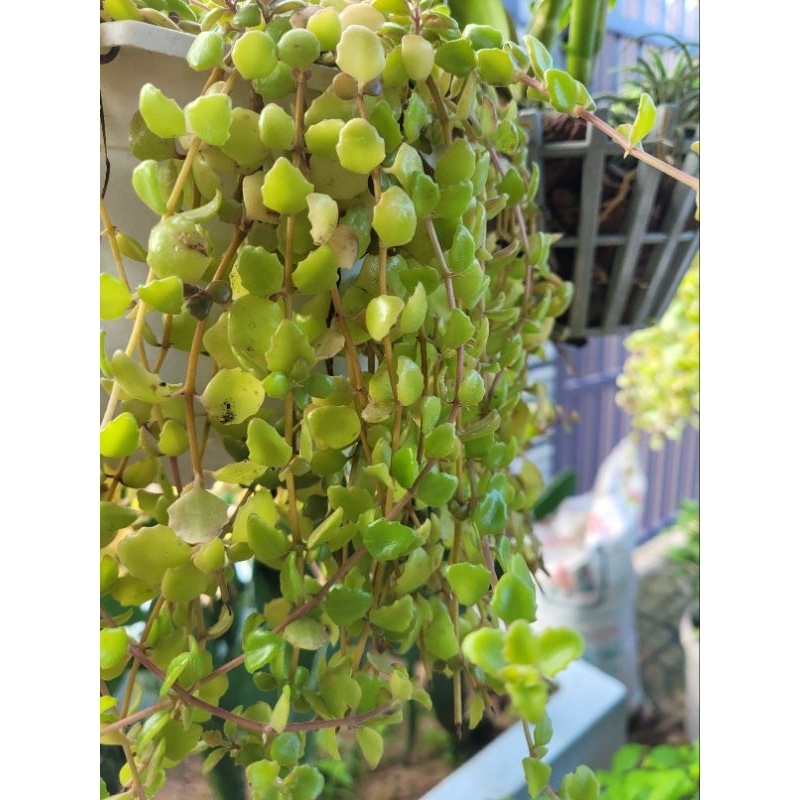 4 nhánh cây vảy rồng có hương thơm dài 30cm