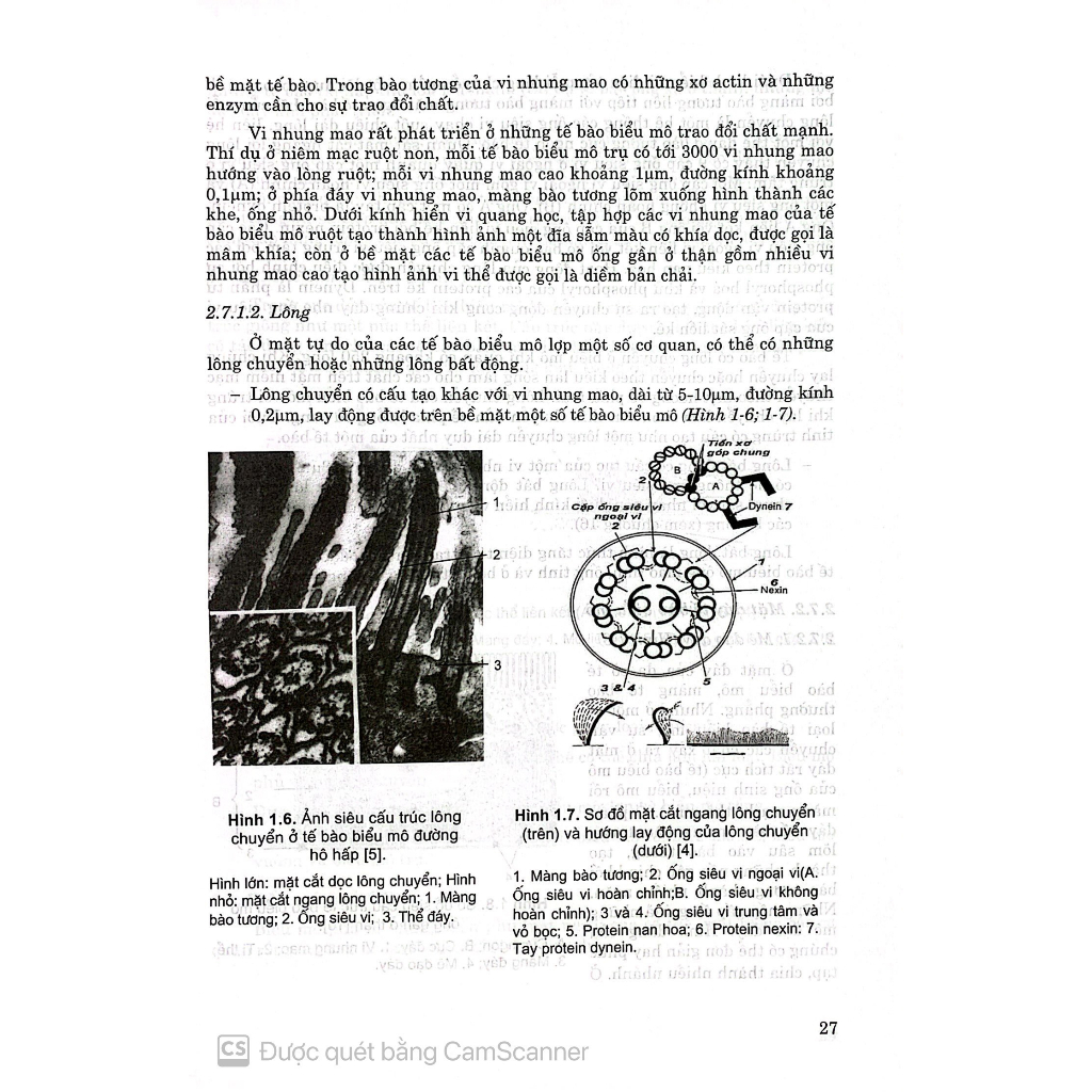 Benito - Sách - Mô phôi phần mô học - Đào tạo bác sĩ đa khoa