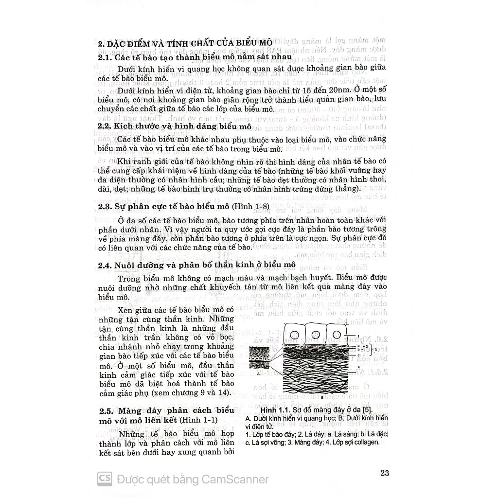 Benito - Sách - Mô phôi phần mô học - Đào tạo bác sĩ đa khoa