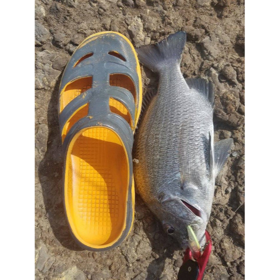 Mồi câu cá chuyên câu cá chẽm Hirushima M-Le 90 Hita lure phân phối