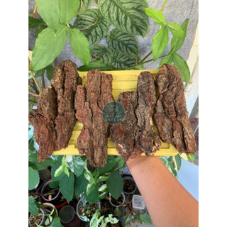 Vỏ cây chuyên dụng trú ẩn cho nhện, bọ cạp, isopod đã qua xử lý | gina garden