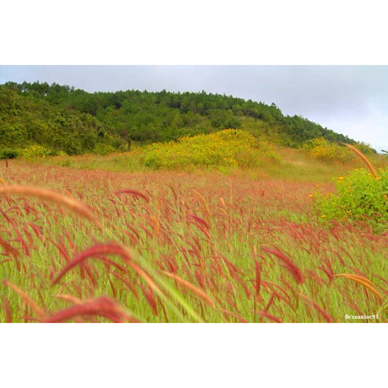 300-500 hạt Cỏ lau hồng - Film trường