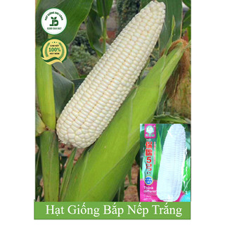 Hạt giống bắp nếp trắng, ngô nếp trắng siêu dẻo siêu ngọt