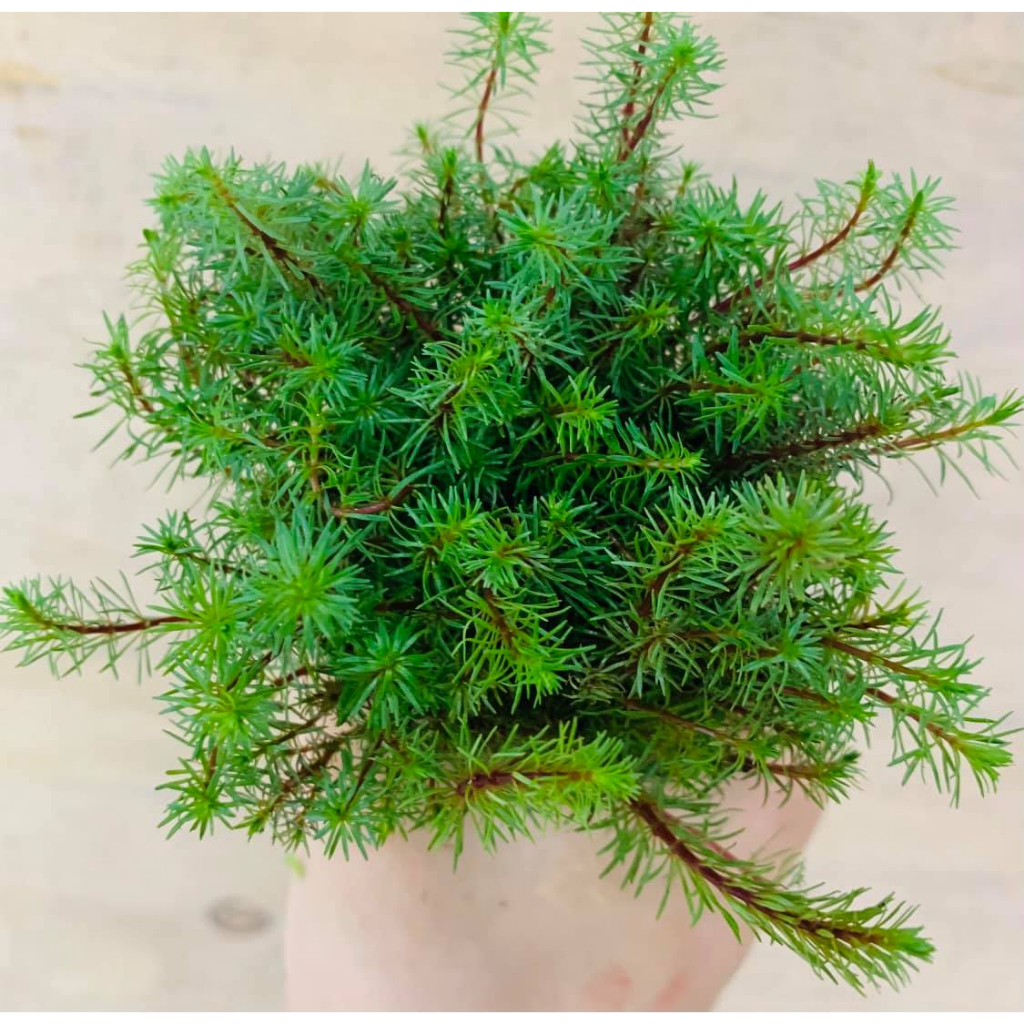 Cây thủy sinh Luân Thảo Đỏ -10 cây