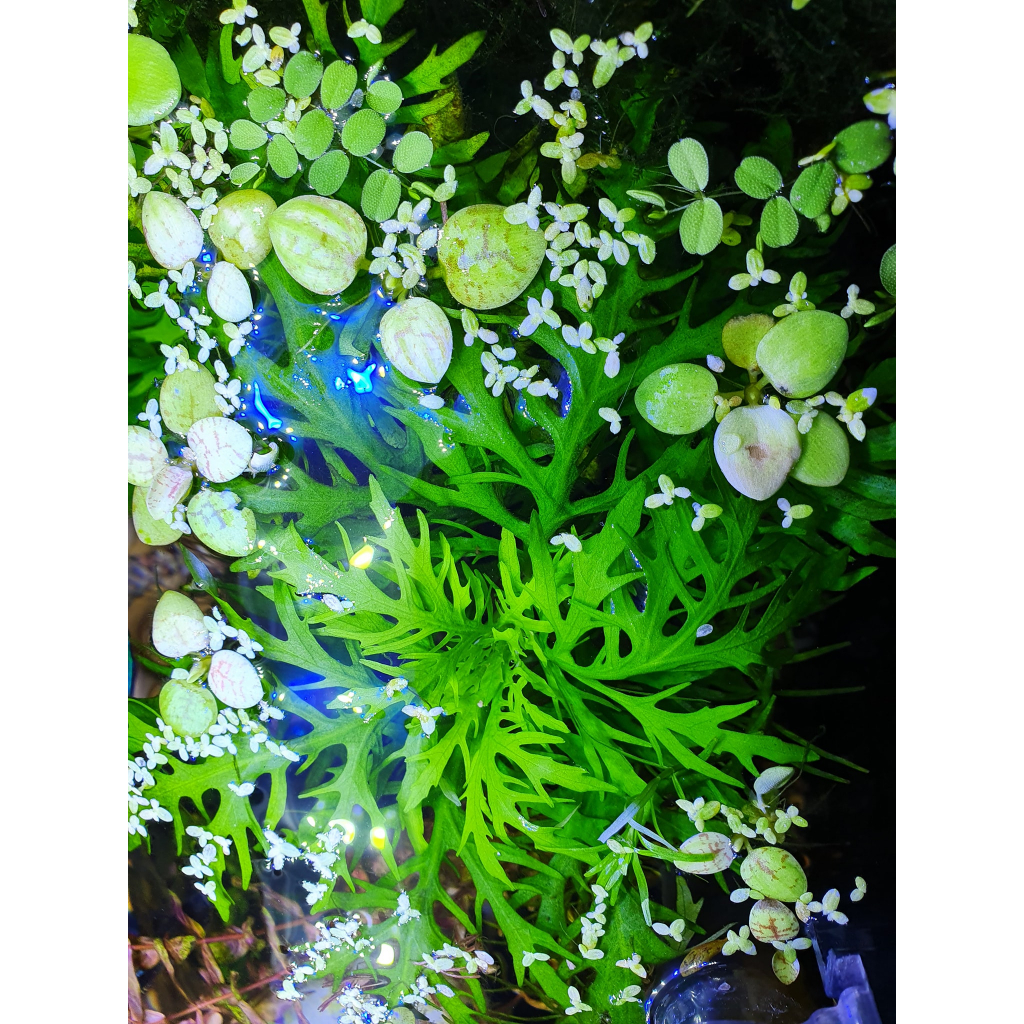 Cây thủy sinh Thủy Cúc- 10 cây