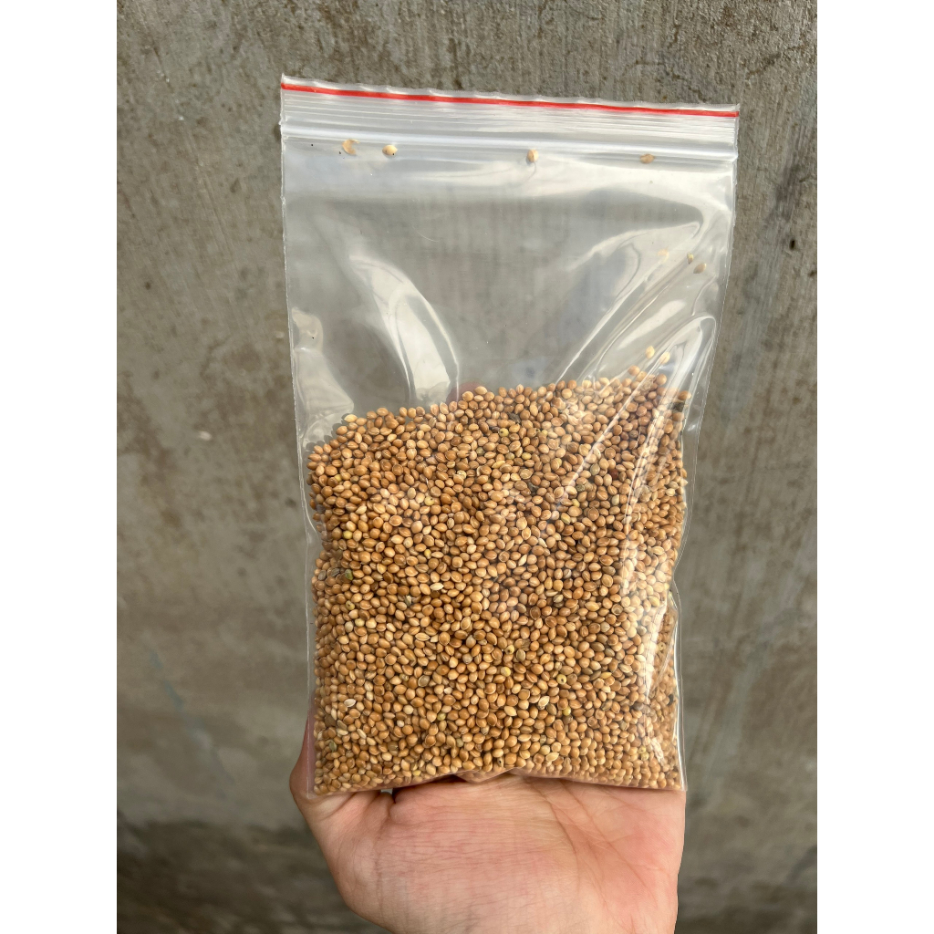 Hạt kê bóng vàng 100g