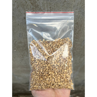 [100g] Hạt lúa mì 100g