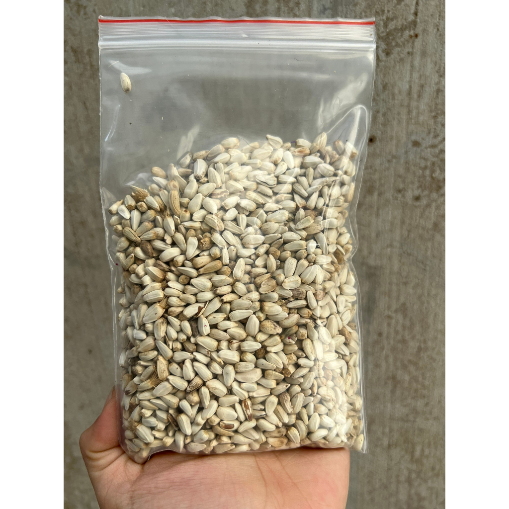 [100g] Hạt Kham 100g