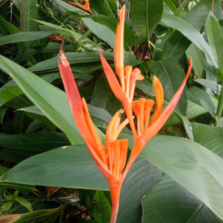 Cây Hoa Chuối Mỏ Két