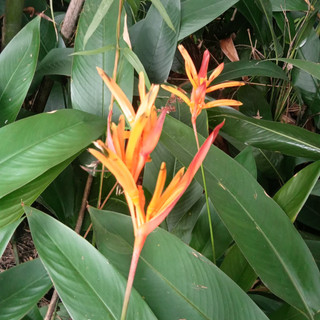 Cây Hoa Chuối Mỏ Két