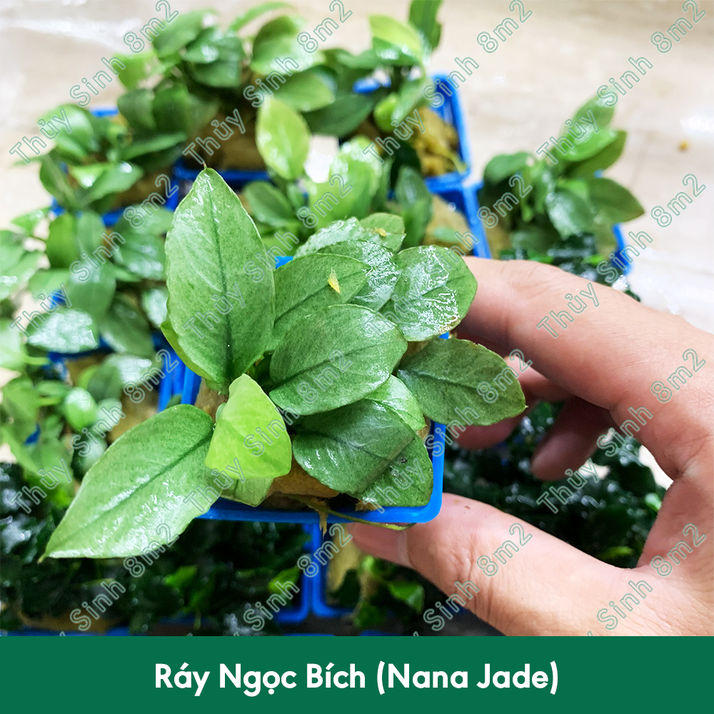 Chậu Ráy Ngọc Bích, Nana Jade | Cây Thủy Sinh Không CO2, Gắn Giá Thể | 8m2