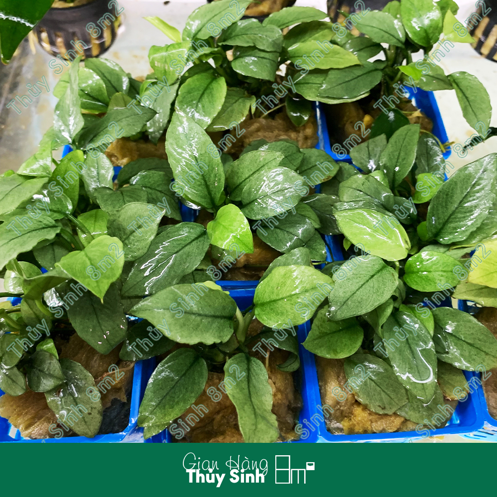 Chậu Ráy Ngọc Bích, Nana Jade | Cây Thủy Sinh Không CO2, Gắn Giá Thể | 8m2