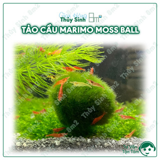 Tảo cầu marimo moss ball size lớn 3cm | đồ chơi tép cảnh, trang trí thủy sinh | 8m2