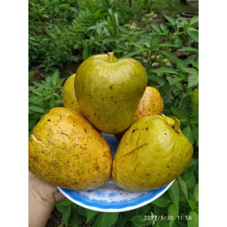 bầu 01 cây bình bát giống
