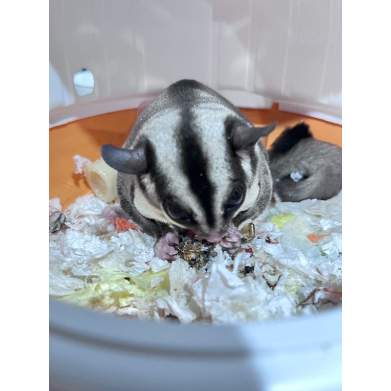 Hạt dinh dưỡng cho Sóc Bay Úc