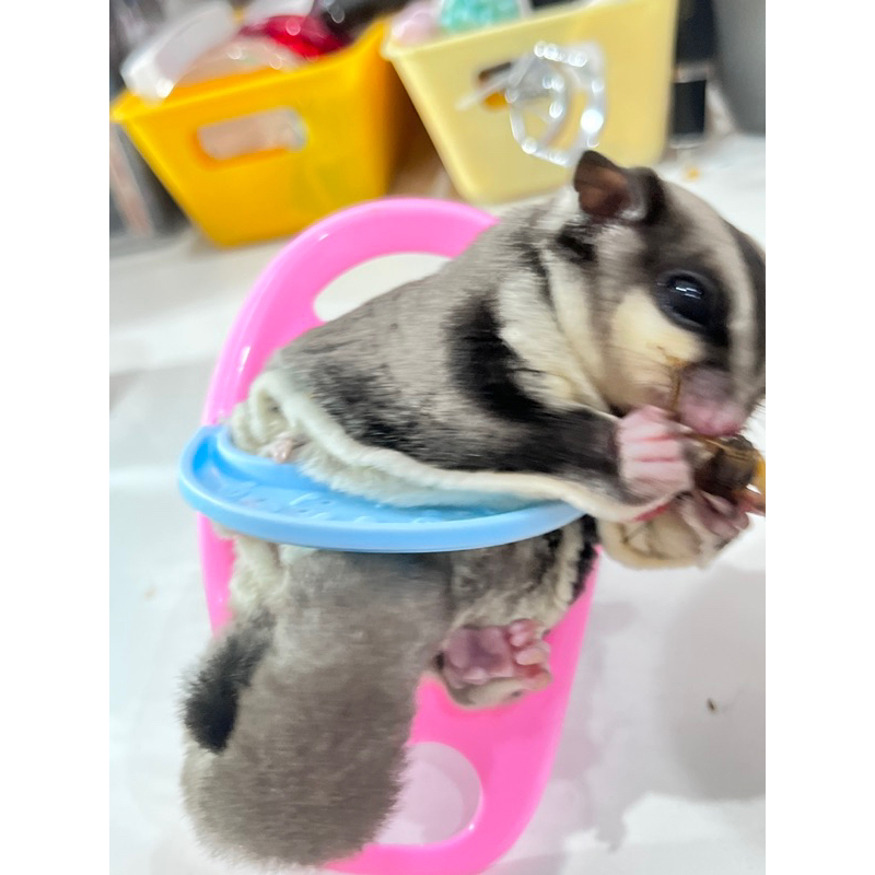 Hạt dinh dưỡng cho Sóc Bay Úc