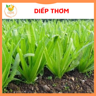 Hạt giống rau diếp thơm 20gram, hạt giống chuẩn tỷ lệ nảy mầm cao