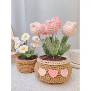 Chậu hoa cúc hoạ mi mini/ Chậu tulip để bàn trang trí