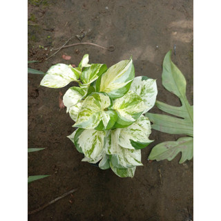 Chậu trầu bà Epipremnum aureum Manjula/ Manjula Pothos