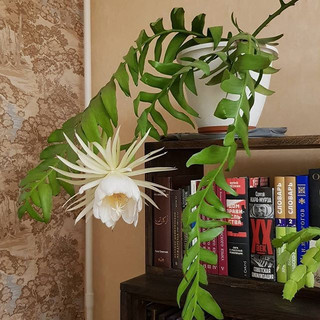 Quỳnh xương cá Mexico hoa trắng lá to - selenicereus chrysocardium