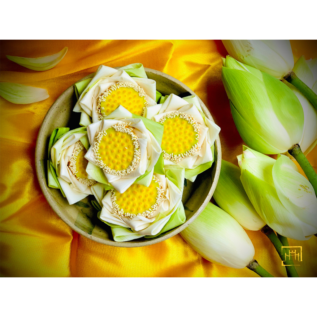Trà hoa sen sấy xứ Huế  - Trà sen Huế - Dưỡng tâm, an thần, ngủ ngon