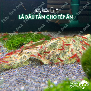 (Loại Tốt) 01 Lá Dâu Tằm Trồng Tại Đức Trọng, Thức Ăn Tép Cảnh | 8m2