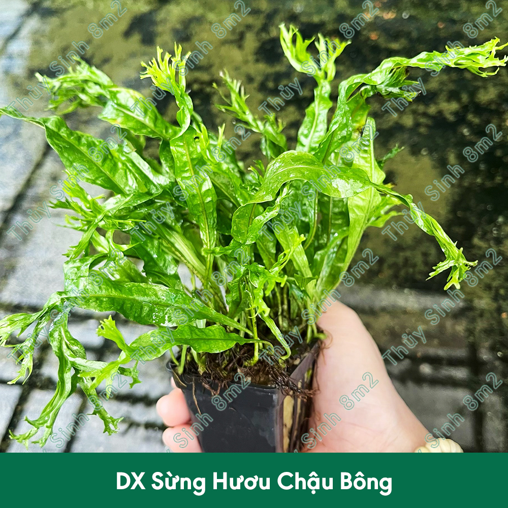 Dương Xỉ Sừng Hươu | Cây Thủy Sinh Không CO2, Gắn Giá Thể | 8m2