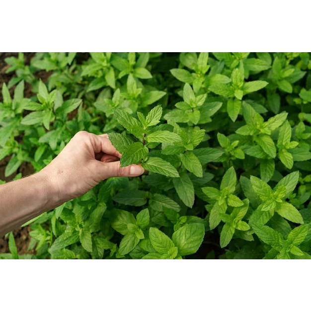 Phân bón Siêu phóng đọt 500ml