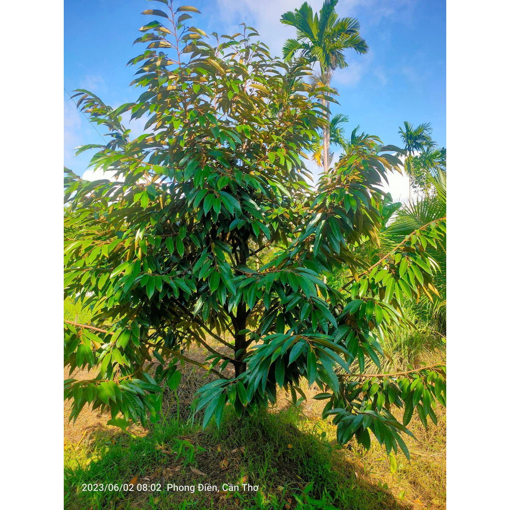 Phân bón Siêu phóng đọt 500ml