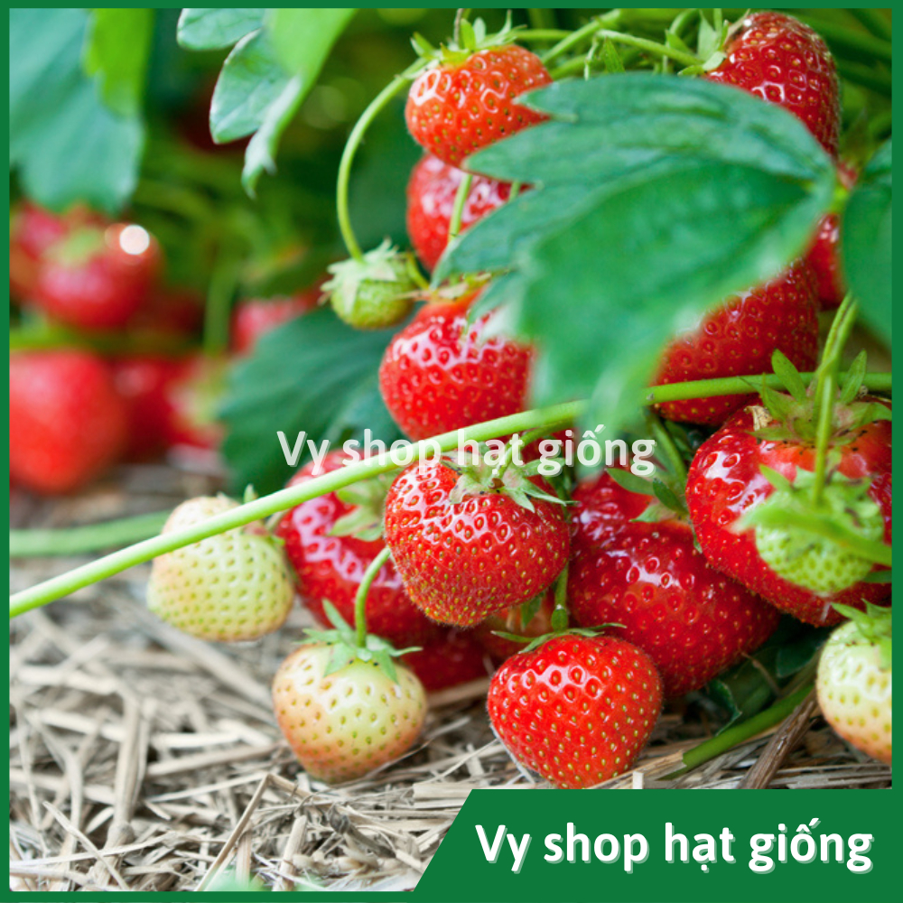 Hạt giống dâu tây quả to chịu nhiệt gói 200 hạt