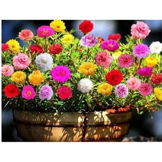 Hoa mười giờ kép Mỹ(1 khóm có rễ)