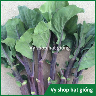 Hạt giống cải làn (cải rổ) tím Thái Lan gói 100 hạt