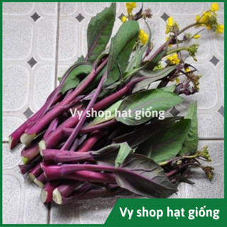 Hạt giống cải làn (cải rổ) tím Thái Lan gói 100 hạt