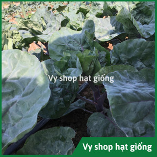 Hạt giống cải làn (cải rổ) tím Thái Lan gói 100 hạt