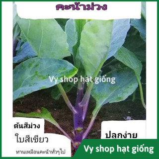 Hạt giống cải làn (cải rổ) tím Thái Lan gói 100 hạt