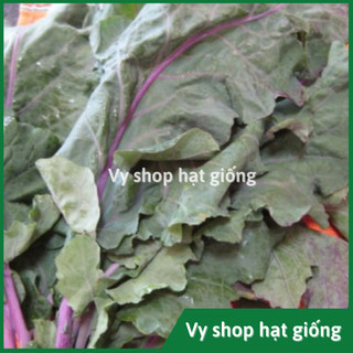 Hạt giống cải làn (cải rổ) tím Thái Lan gói 100 hạt