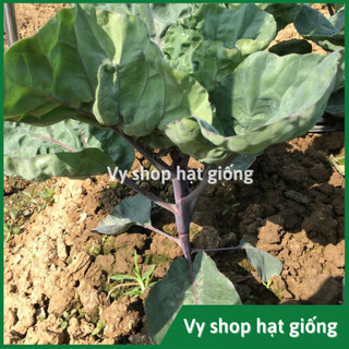 Hạt giống cải làn (cải rổ) tím Thái Lan gói 100 hạt