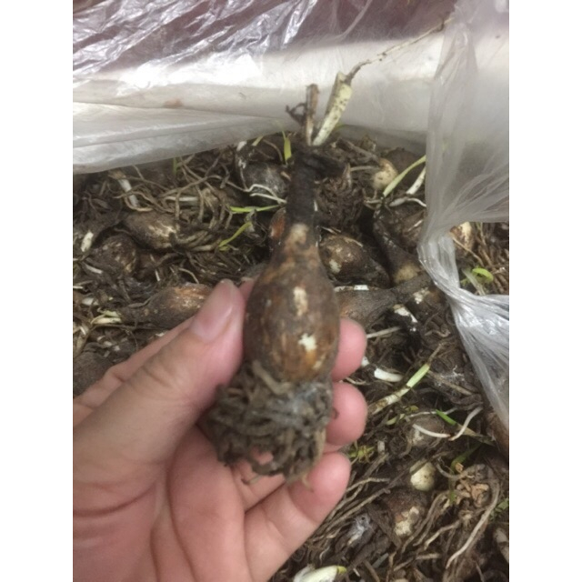 CỦ HUỆ MƯA- CỦ HOA TÓC TIÊN NGOẠI CÁNH KÉP - BÔNG TO - HOA DÀY