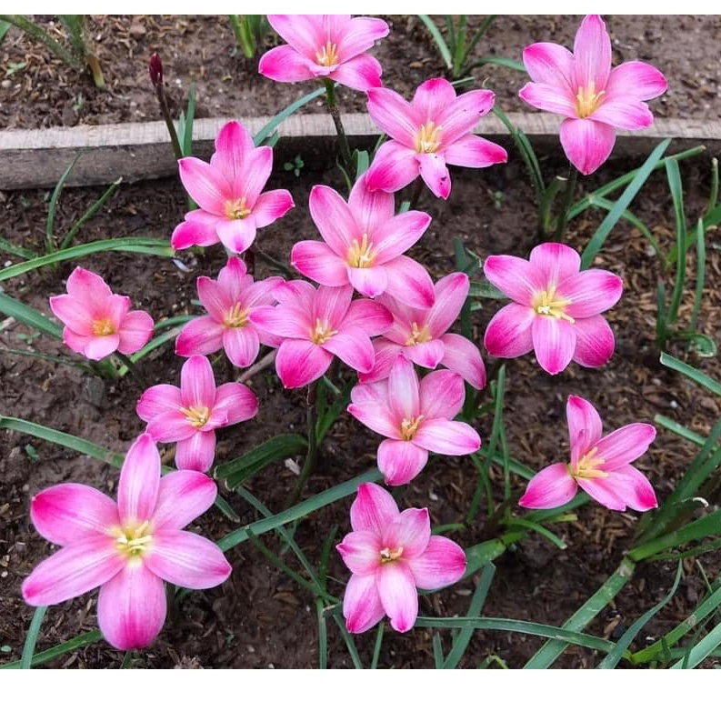 CỦ HUỆ MƯA- CỦ HOA TÓC TIÊN NGOẠI CÁNH KÉP - BÔNG TO - HOA DÀY