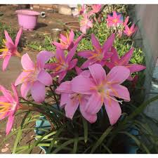 CỦ HUỆ MƯA- CỦ HOA TÓC TIÊN NGOẠI CÁNH KÉP - BÔNG TO - HOA DÀY