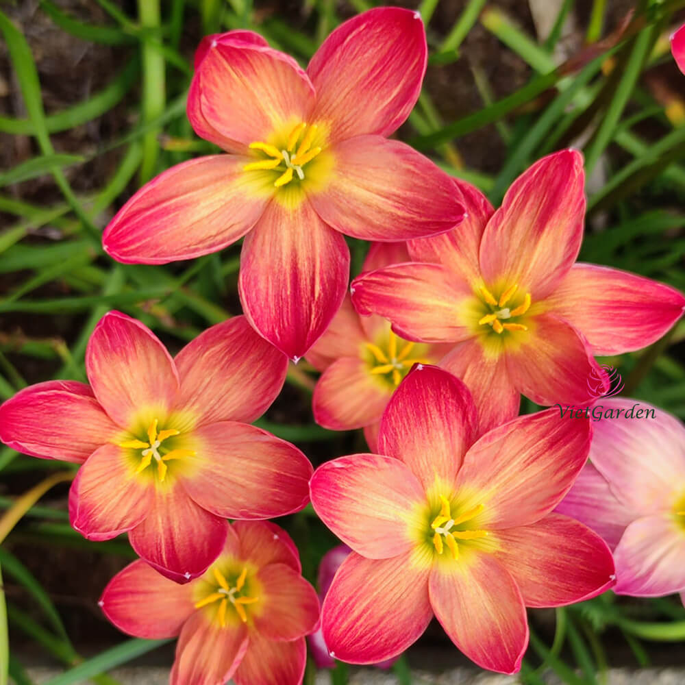 CỦ HUỆ MƯA- CỦ HOA TÓC TIÊN NGOẠI CÁNH KÉP - BÔNG TO - HOA DÀY