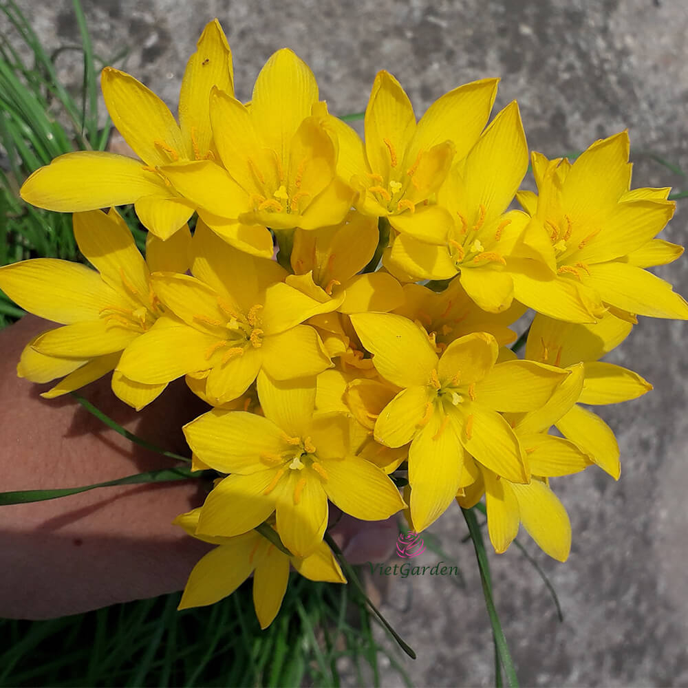 CỦ HUỆ MƯA- CỦ HOA TÓC TIÊN NGOẠI CÁNH KÉP - BÔNG TO - HOA DÀY