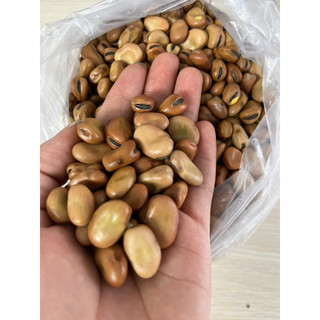 Hạt đậu tằm úc câu cá nuôi cá chép giòn 1kg