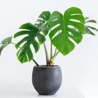 Cây trầu bà lá xẻ for tròn monstera deliciosa dùng trang trí shop, văn phòng, quán cafe và sân vườn rất đẹp.