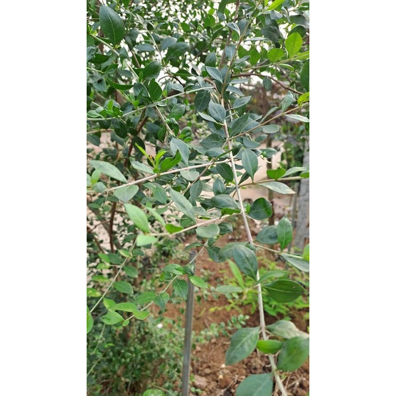 Giống cây móng tay