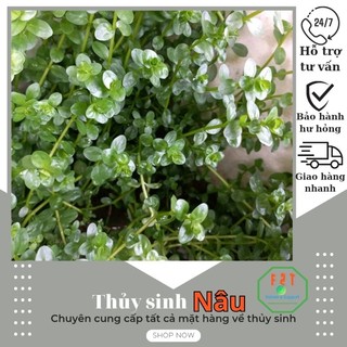 Cây thủy sinh vảy ốc xanh 10 nhánh cts029