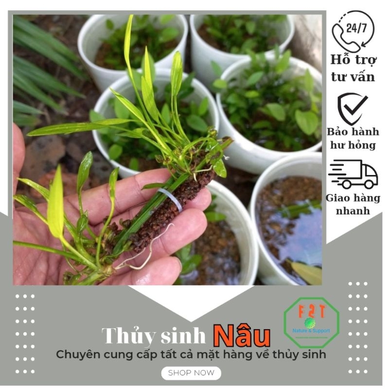 Cây thủy sinh lan nước trên thanh giá thể napad CTS20 (CHỈ SHIP KHU VỰC PHÍA NAM)